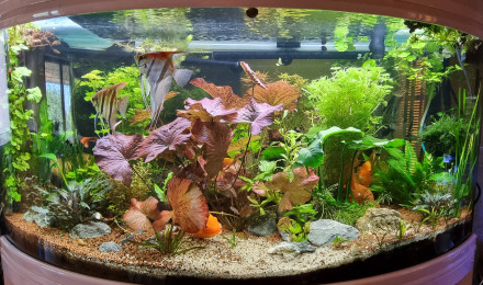 aquarium Aquarium hollandais