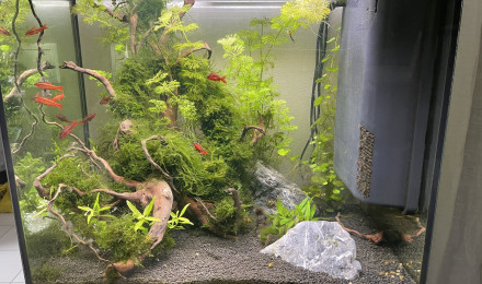 aquarium Biotope asiatique