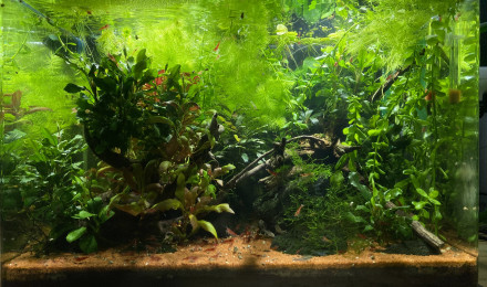 aquarium Mon 38 L