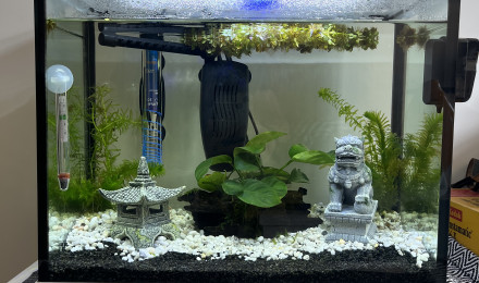 aquarium 1rst