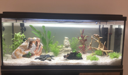 aquarium Eau douce