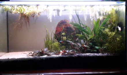 aquarium Corys et néons