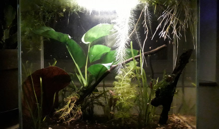 aquarium Betta