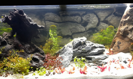 aquarium Gricourt
