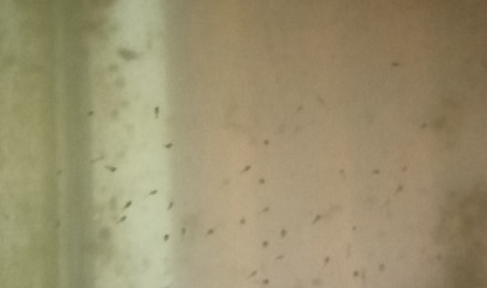 aquarium reproduction