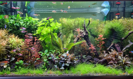 aquarium Eheim proxima 250