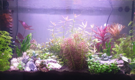 aquarium Aquarium
