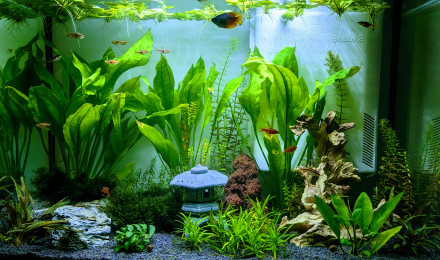 AQUARIUM NANO POUR FILLE [AQUASCAPING & BETTA SPLENDENS] Aquariophilie by  Aqua zen 