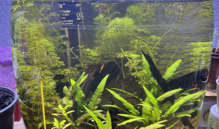 aquarium Low tech 1
