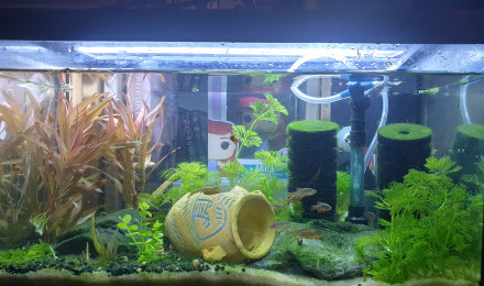 aquarium Crevettes 2