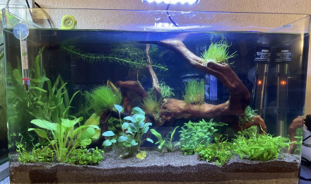 aquarium Bac_Neocaridinas_Brigittae