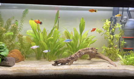 aquarium Bac_Platys