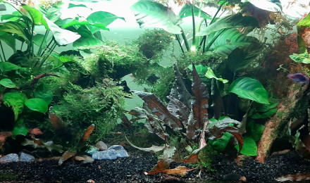 aquarium Salon