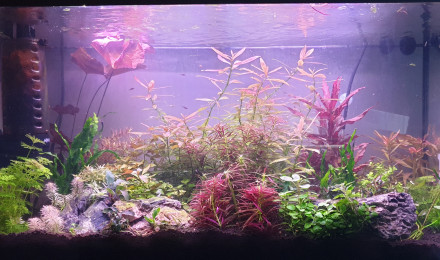 aquarium Aquarium