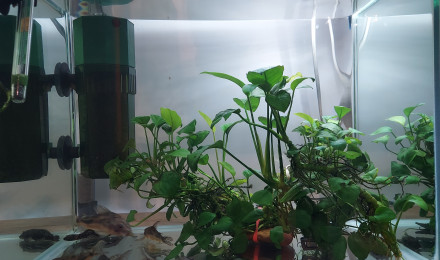 aquarium Bac d élevage