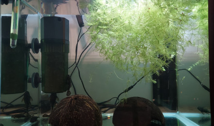 aquarium Bac d élevage