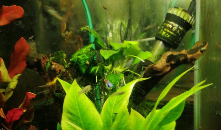aquarium Guppy1