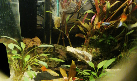 aquarium Guppy2