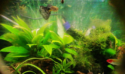 aquarium Aqua1