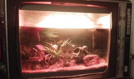 aquarium Ma Télé cathodique
