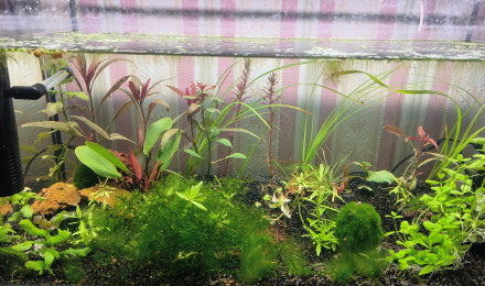 aquarium BlueVelvet
