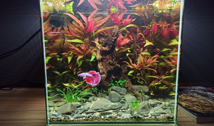 aquarium Betta red forest