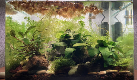 aquarium Impérial Gambusia