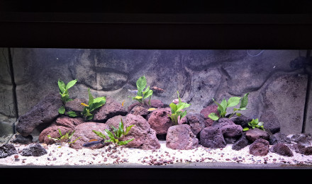 aquarium 600 L Malawi Mbunas
