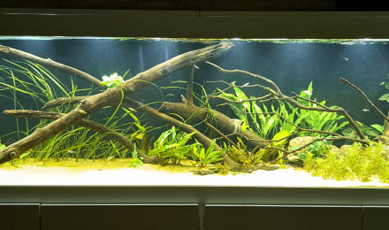 aquarium 700L Amazonien