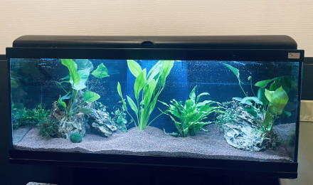 aquarium Aquarium