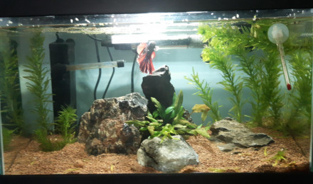 aquarium aquarium 30L combattant
