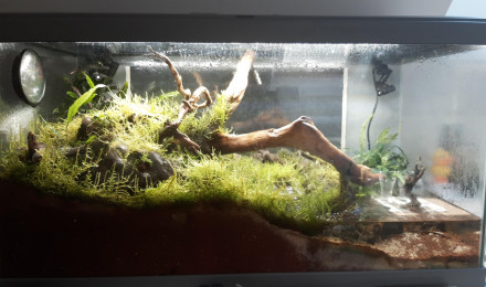 aquarium paludarium crabes vampires