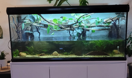 aquarium 450 litres corydoras
