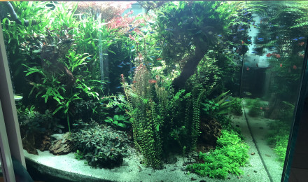 aquarium AMAZONIA1