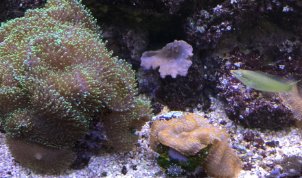 aquarium MER INTENSE
