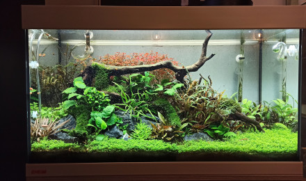 aquarium Nature scape