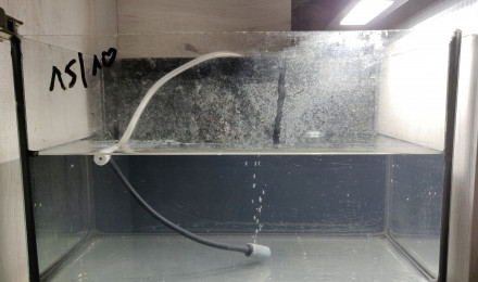 aquarium Elevage Zoés Japonica