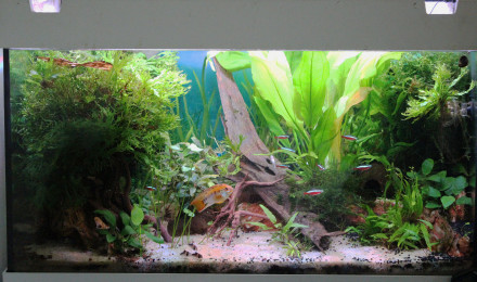aquarium 120L