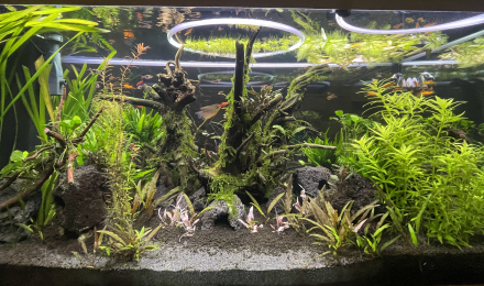 aquarium Eheim Incpiria 430