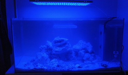 aquarium Carabian Life