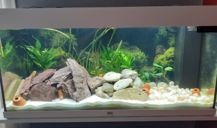 aquarium tanganyka cichlidés