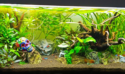 Poissons Avec Aquarium De 60L Et Accessoires - 33140 