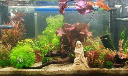 aquarium Tétras