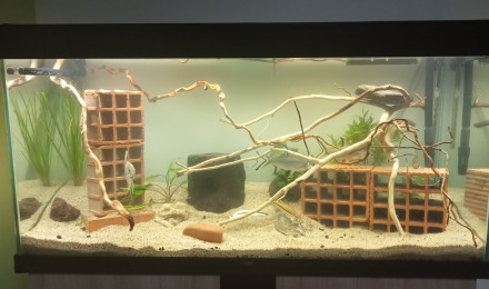 aquarium Quartiers nord
