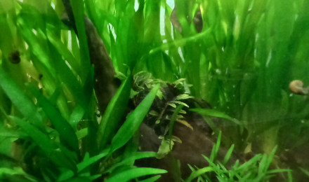 aquarium 20 litres no tech