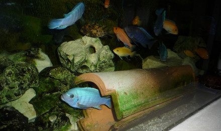 aquarium Cichlidés