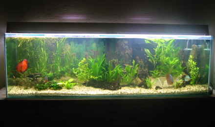 aquarium AQUARIUM 600L