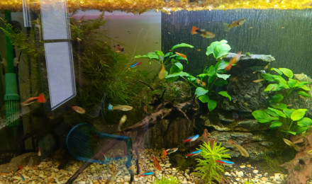 aquarium Aqua guppy