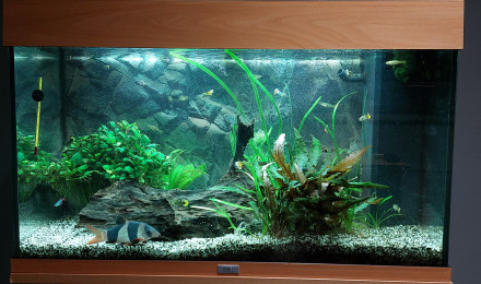 aquarium Juwel 125L