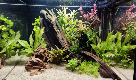 aquarium Amazonien ou presque